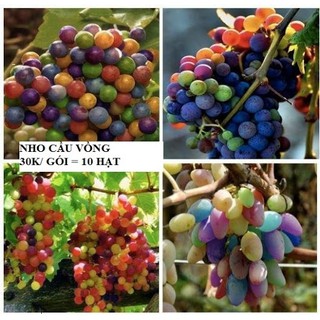 Hạt giống Nho cầu vồng Grape rainbow seeds