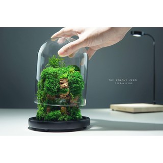 Bình thủy tinh terrarium tiểu cảnh 03