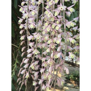 lan hạc vỹ cây giống kie dài khoẻ