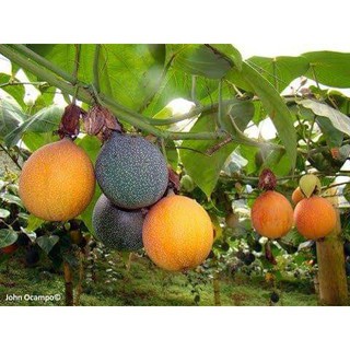 cây giống CHANH LEO NGỌT COLOMBIA  - Cây Giống Nhập Khẩu