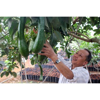 CÂY GIỐNG BƠ 034