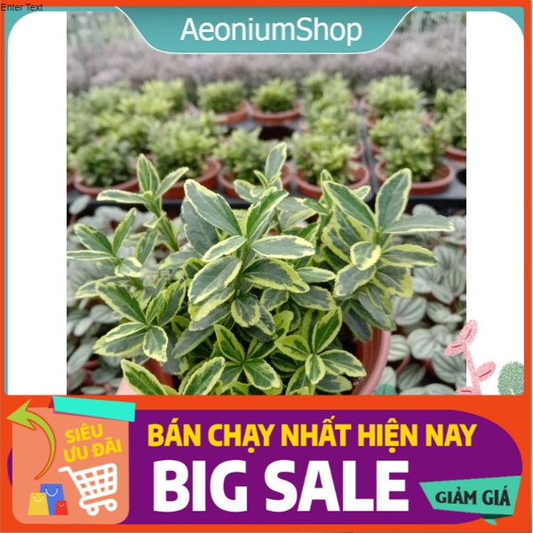 Cây Đông Thanh Vệ Mâu Hoàng Kim 🌿- Xuất Xứ Đà Lạt, Lỗi 1 Đổi 1 ❣️