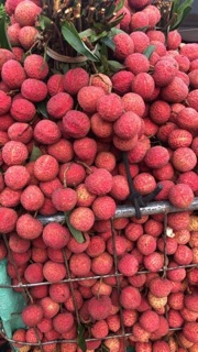 Vải thiều đóng hộp Nif 560gr