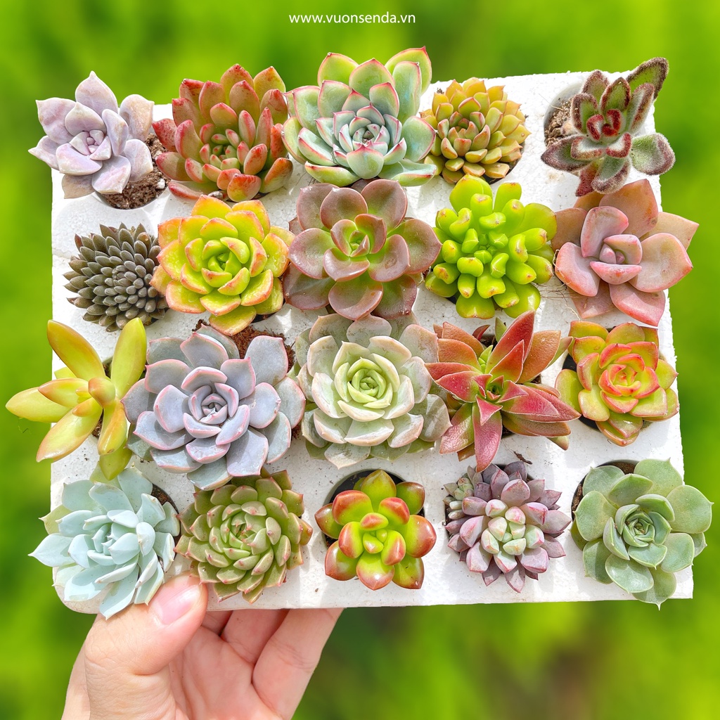 Combo sen đá vỉ mini - Sen đá mix nhiều loại