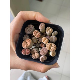 sen đá mông , thạch lan , Lithops 1 năm tuổi