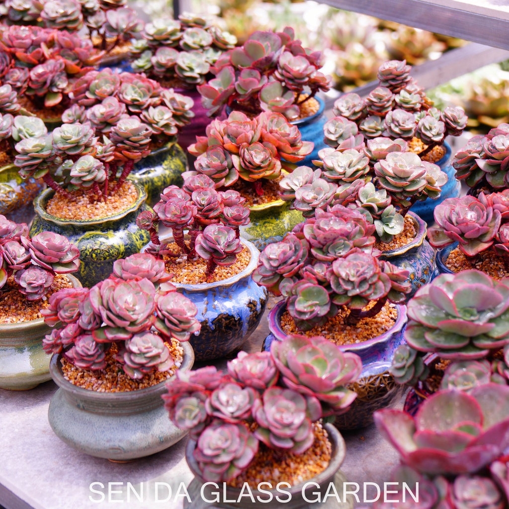 Sen đá Bắp Cải  Suyon Gốc Thụ nhiều đầu, trồng chậu gốm Hàn Quốc - Bao Khỏe- Thuần khí hậu Đà Lạt - Lỗi 1 đổi 1