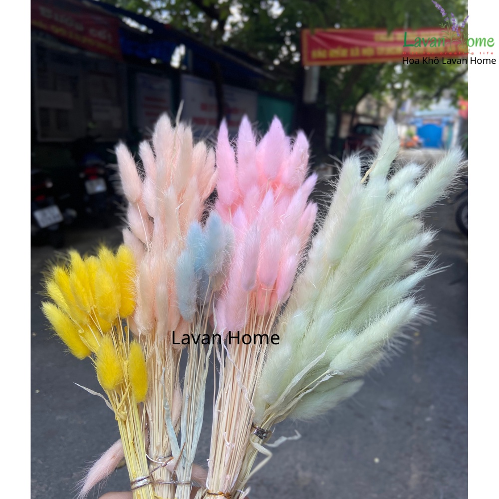 Hoa khô trang trí, cỏ đuôi thỏ decor, hoa khô decor chụp ảnh, trang trí bình gốm sứ, lọ thủy tinh, phòng khách đẹp