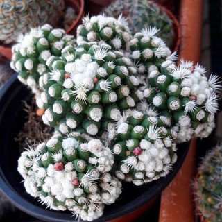 Xương rồng Mammillaria vetula ssp gracillis