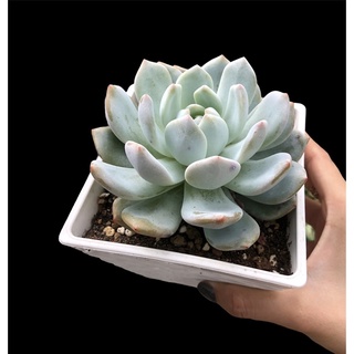 SEN ĐÁ MONROE THUẦN BB GARDEN 10CM