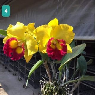Hoa lan cát cattleya giống