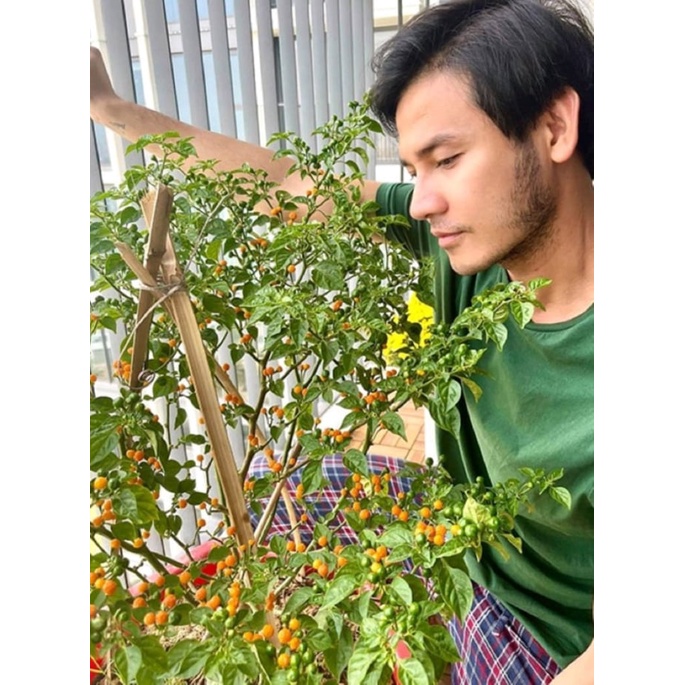 Túi 5Trái Ớt Peru Aji Charapita Đắt Đỏ Nhất Thế Giới