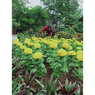 Chế phẩm Sinh học an toàn trị Côn trùng, Nhện