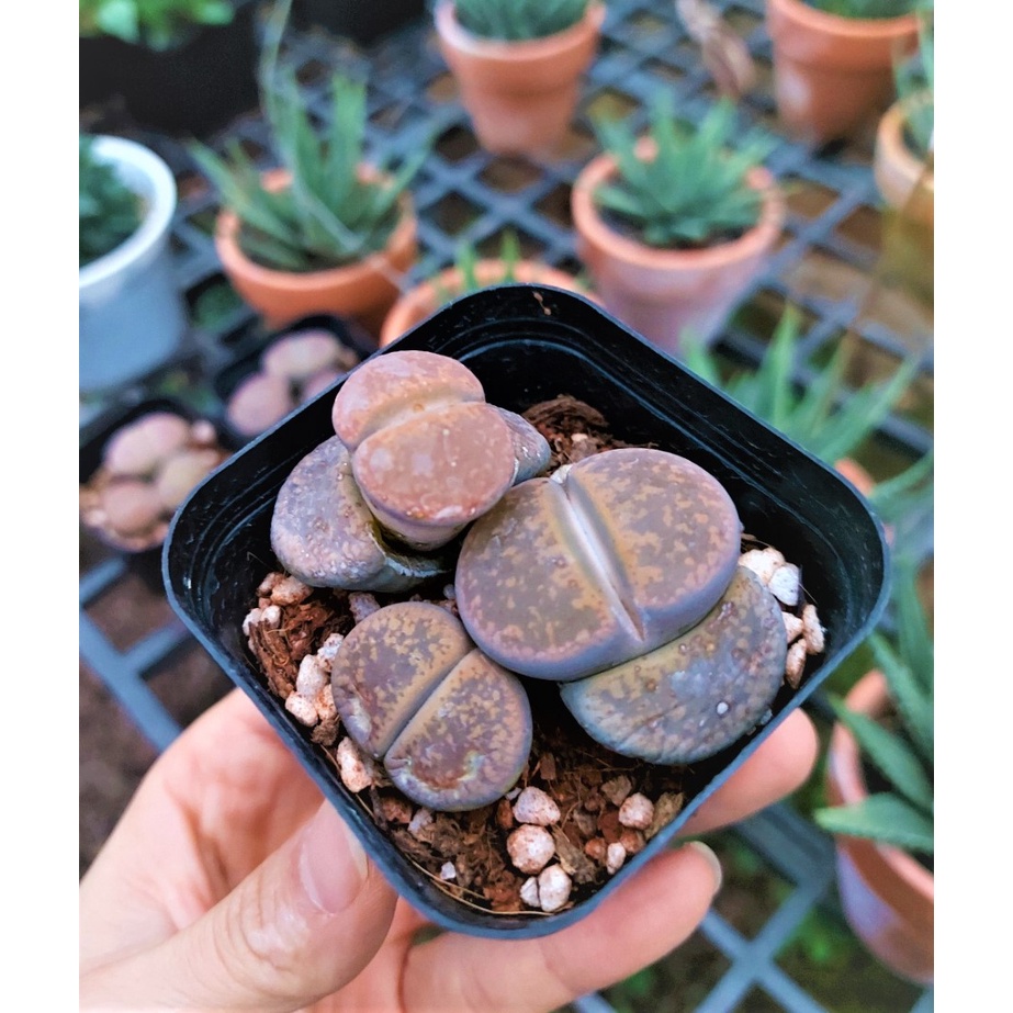 Sen đá thạch lan Lithops