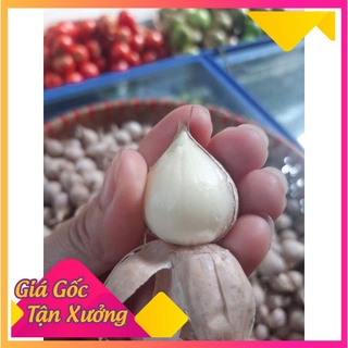Tỏi cô đơn phù yên sơn la chuẩn xịn