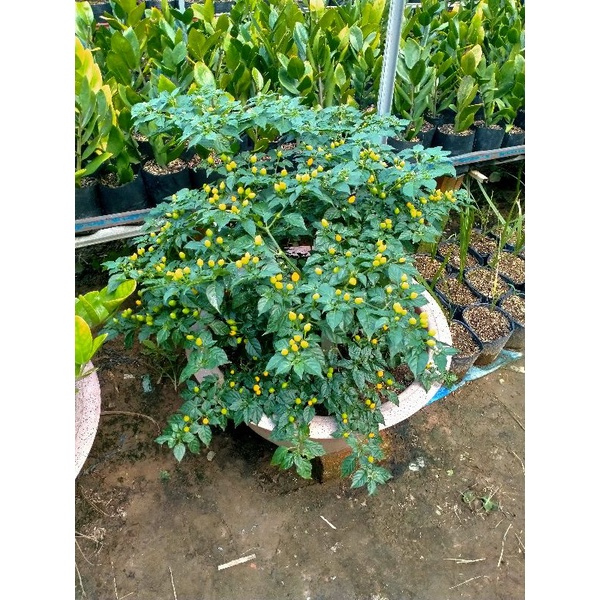 Ớt Charapita Pêru cao 30-40cm đã có hoa và trái