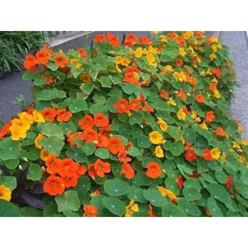 Hoa sen cạn nhiều màu