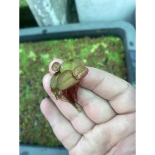 1 búp bèo rễ đỏ