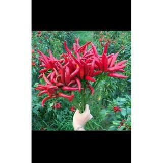 HẠT GIỐNG ỚT CHỈ THIÊN CHÙM 20 hạt