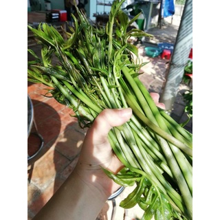 Rau móp chua Củ Chi 1kg (chỉ cân rau không cân nước)