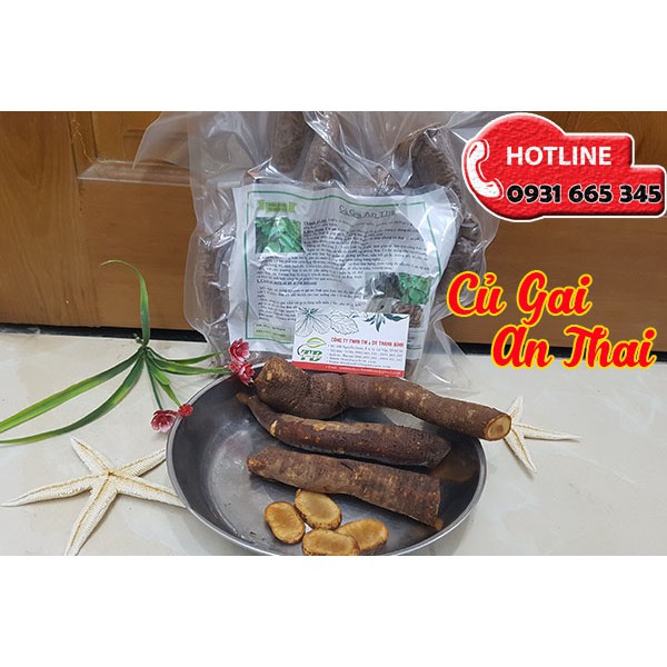 Củ Gai An Thai Tươi 1Kg - Hàng Loại 1 Chất Lượng Nhất