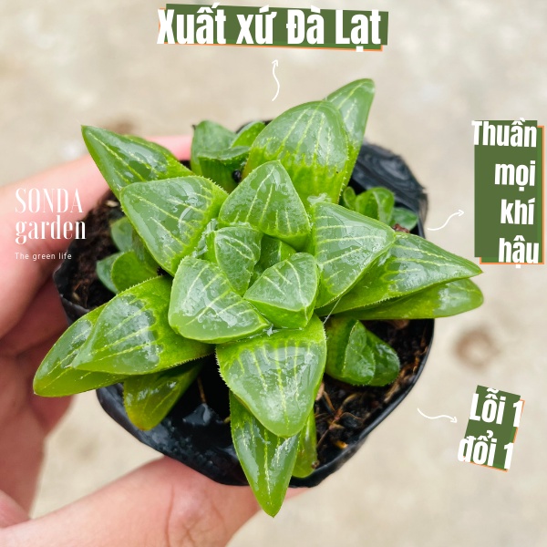 Sen đá guốc haworthia SONDA GARDEN size bé 5-7cm, xuất xứ Đà Lạt, khoẻ đẹp, lỗi 1 đổi 1đổi 1