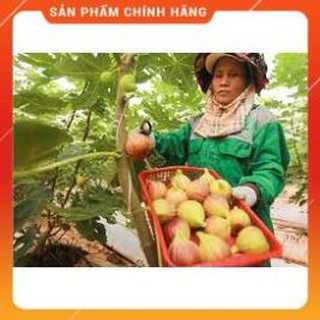 HẠT GIỐNG SUNG MỸ GÓI 10 HẠT