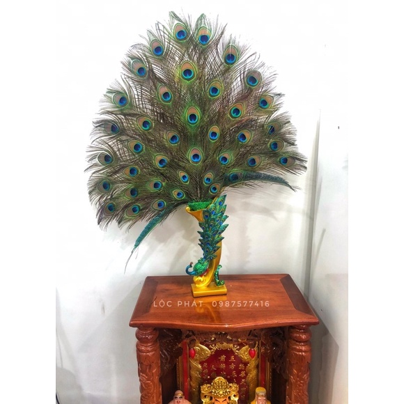 COMBO 10 lông công tự nhiên phong thủy Lộc phát dài 80-90cm