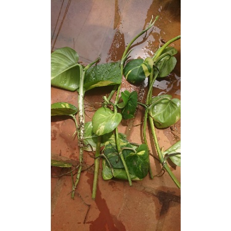 5 khúc cây trầu bà Epipremnum Mable queen variegated