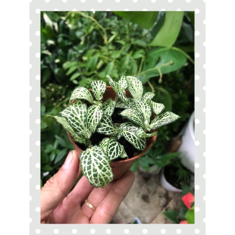 Cây Cẩm nhung (lá may mắn) Fittonia - Cây cảnh để bàn nội thất dễ chăm sóc lá màu đẹp