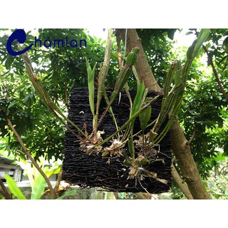 --- dớn bảng ghép lan kt 202 cm chất, giá rẻ.