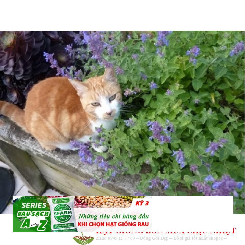 Gói 50 Hạt Giống Cỏ Mèo/ Bạc Hà Mèo Catnip