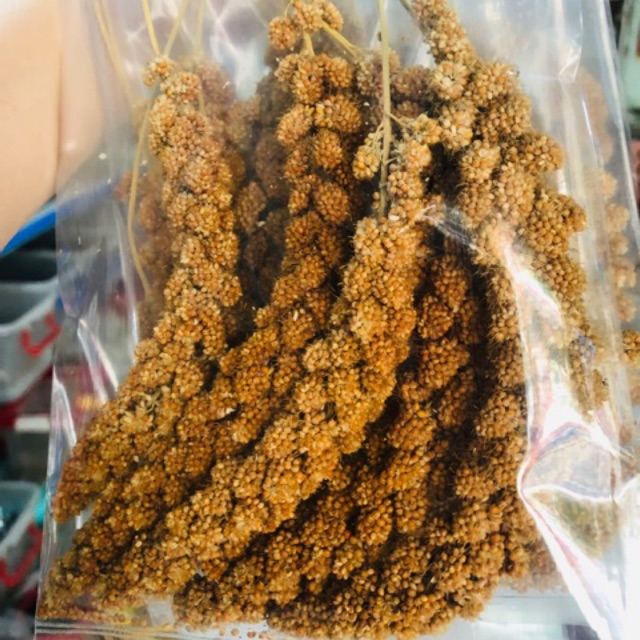Kê chùm sợi