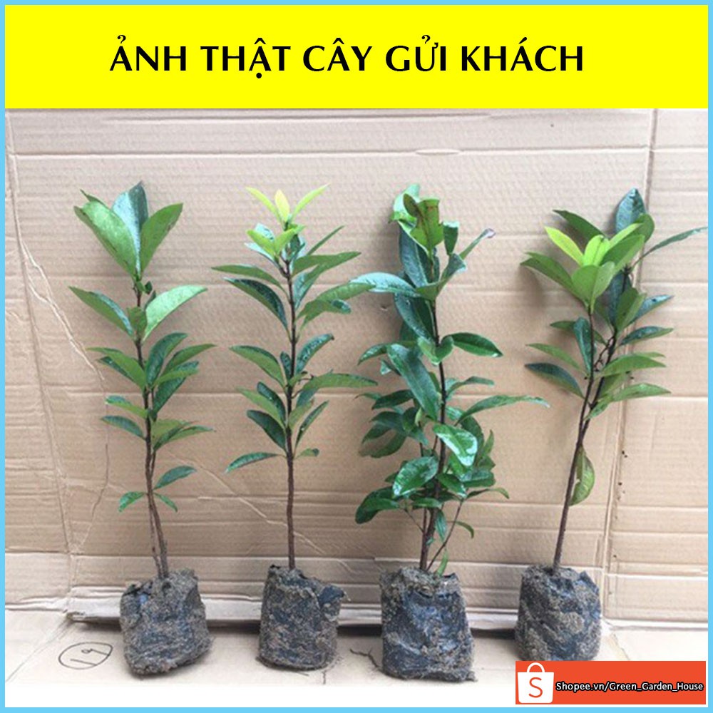 Cây cherry Brazil nhiệt đới, anh đào Brazil cây con giống F1 khỏe mạnh dễ trồng nhanh cho quả - Vườn Xanh Việt