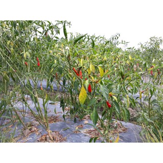 Phân bón vi lượng F5 (Fe)