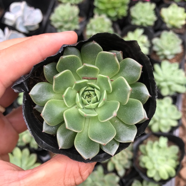 Sen ruby xanh