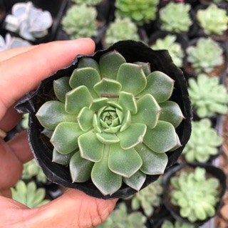 Sen ruby xanh