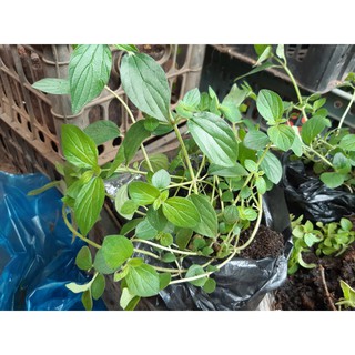 cây Sâm đất Côn Đảo ( loại sâm quý tốt cho sức khỏe)