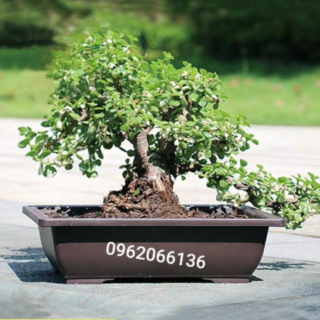 Chậu trồng cây bonsai kèm đĩa