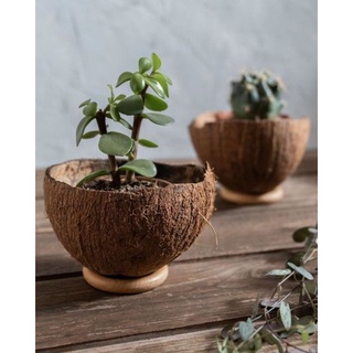 chậu gáo dừa dùng để trồng cây hoặc trang trí