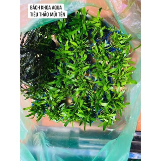 Tiêu thảo mũi tên
