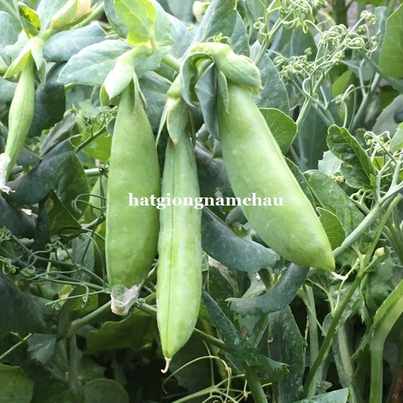 5 GR - HẠT GIỐNG ĐẬU HÀ LAN BỤI LÙN NĂM CHÂU