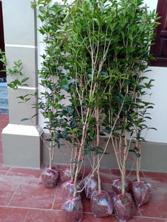 Cây mộc hương