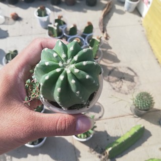 Xương rồng khế