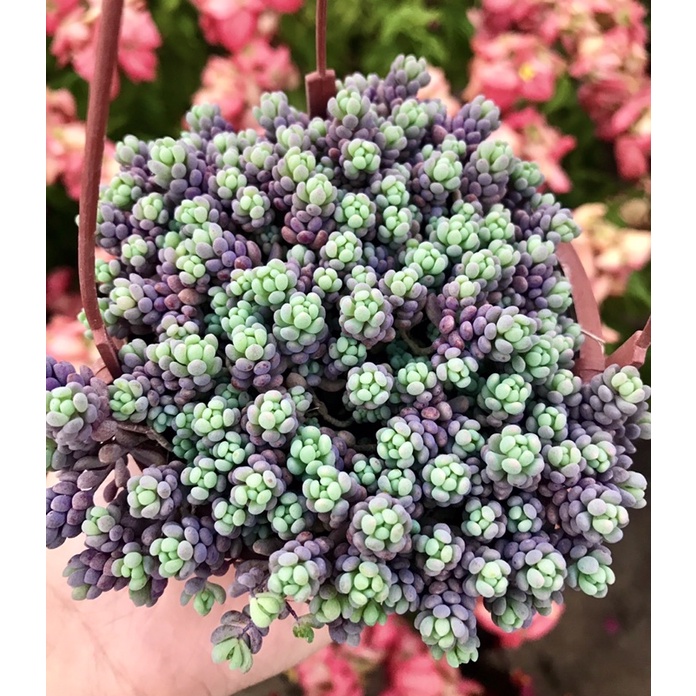 Sedum nếp cẩm size trung kèm chậu