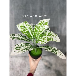 Cây giả- Cây lá môn đốm trắng 30cm