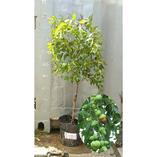 Táo tàu hồ lô