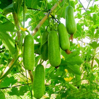 Hạt giống Bí Đao Chanh