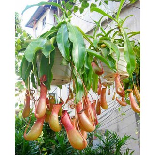Hạt giống cây bắt mồi nắp ấm ( Gói 10 hạt )  ( ĐẢM BẢO CHUẨN HẠT NẮP ẤM ) - STHG2