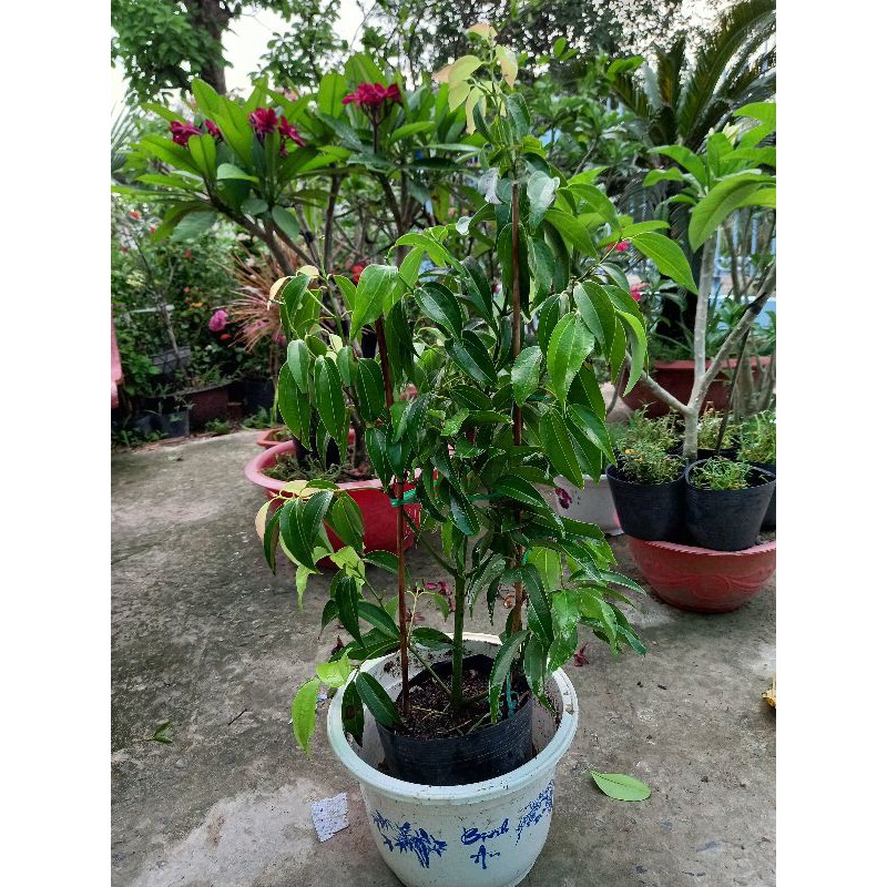 Cây quế khâu