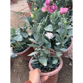 cát tường chậu các màu